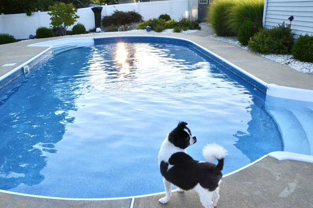 Black and white dog next to pool
